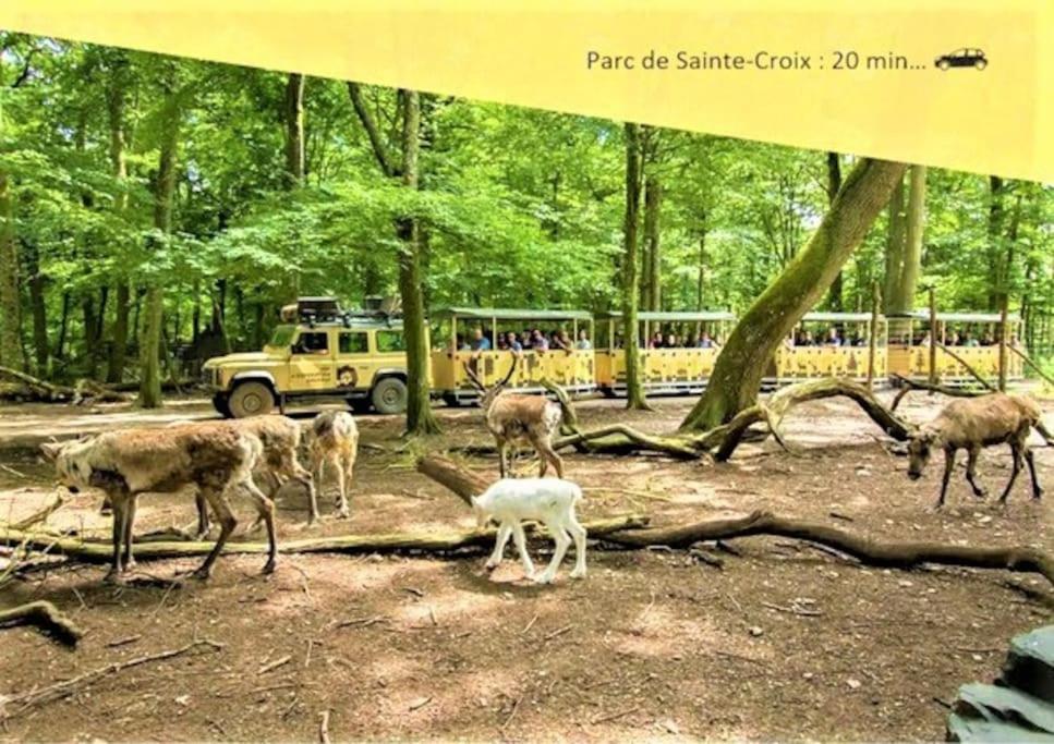 De 2 A 6 Personnes - Le Street'Art - Sarrebourg Centre - Gare A 500M - A 20 Minutes De Center Parc Et Parc Animalier Sainte-Croix - Netflix - Wifi Appartement Buitenkant foto